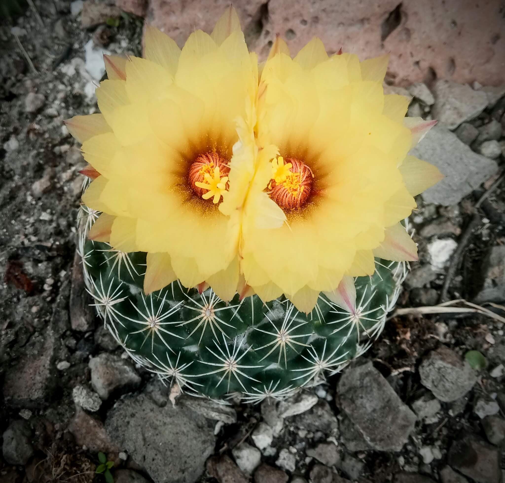 Coryphantha retusa